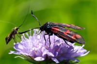Zygaena filipendulae