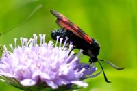 Zygaena filipendulae