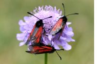 Zygaena minos/purpuralis