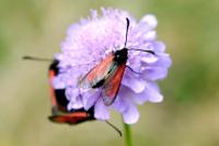 Zygaena minos/purpuralis
