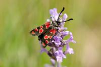 Zygaena carniolica