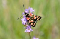 Zygaena carniolica