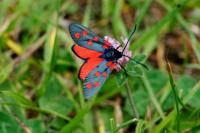Zygaena transalpina