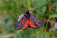 Zygaena transalpina