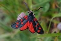 Zygaena transalpina