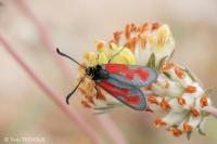 Zygaena loti