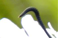 Zygaena transalpina