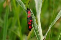 Zygaena viciae viciae