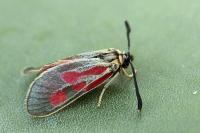 Zygaena exulans