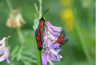Zygaena osterodensis
