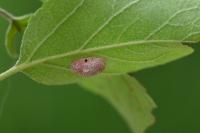 Aglaope infausta
