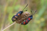 Zygaena filipendulae