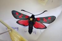 Zygaena trifolii