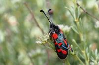 Zygaena rhadamanthus