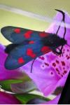 Zygaena trifolii