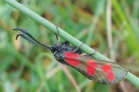 Zygaena loti