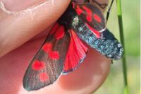Zygaena filipendulae