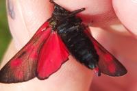 Zygaena filipendulae