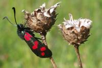 Zygaena filipendulae