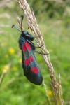 Zygaena trifolii