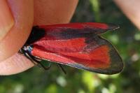 Zygaena erythrus