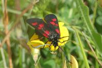 Zygaena trifolii