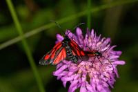 Zygaena romeo