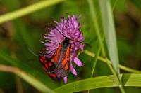 Zygaena romeo
