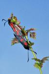 Zygaena viciae