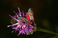 Zygaena filipendulae