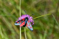Zygaena lonicerae