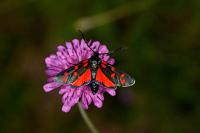 Zygaena transalpina