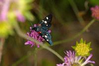 Zygaena ephialtes