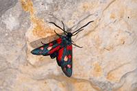 Zygaena ephialtes