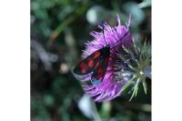 Zygaena transalpina