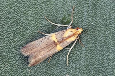 Oxybia transversella