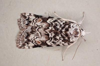 Nycteola degenerana