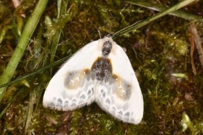 Cilix glaucata