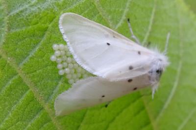 Diaphora mendica