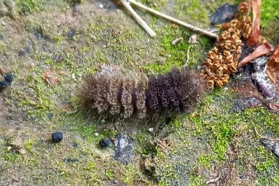 Miltochrista miniata