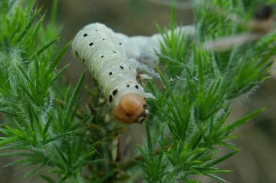 Achlya flavicornis