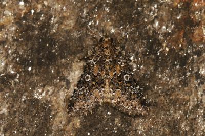 Hadena magnolii