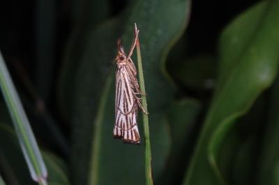 Chrysocramboides craterellus