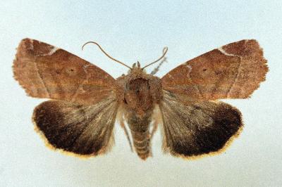 Cosmia affinis