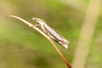 Crambus pascuella