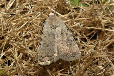 Caradrina clavipalpis