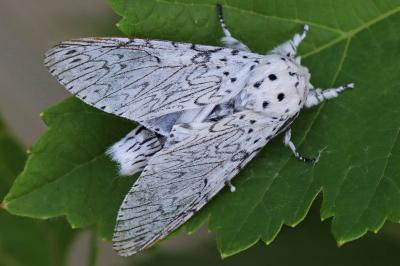 Cerura erminea