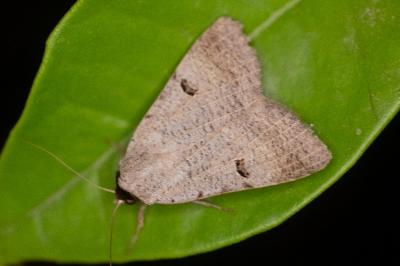 Lygephila craccae