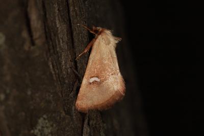Haemerosia renalis