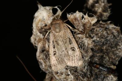 Graphiphora augur